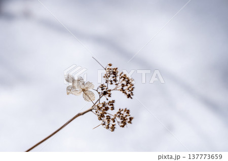 雪原に佇むドライフラワーのような枯れ花 雪原に佇むドライフラワーのような枯れ花 137773659