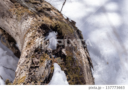 雪解けの森に横たわる苔むした倒木と残雪 137773663