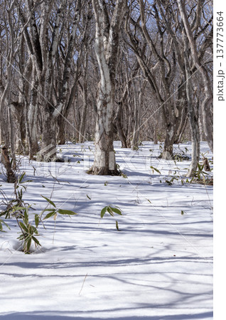 雪原に落ちる木々の影と冬の雑木林の風景（3月の那須町） 137773664
