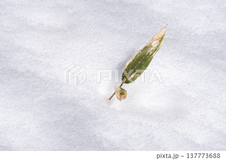 雪の中から顔を出す笹の葉と春を待つ雪原の風景 137773688