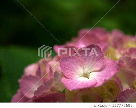 雨に濡れた紫陽花 雨に濡れた紫陽花 137773695