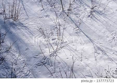 雪原に伸びる冬木立の影と輝く雪面 雪原に伸びる冬木立の影と輝く雪面 137773723
