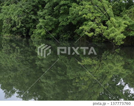 水面に映る木々 137773760