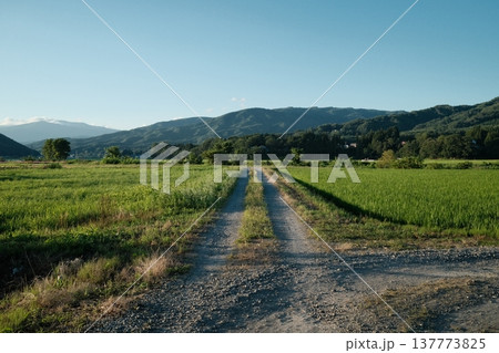 夕暮れ前の山里を通る畦道と田んぼの風景 137773825