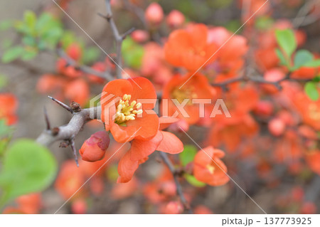 パリ植物園で咲くボケの花。鮮やかな赤い花が咲く早春の植物。2026年3月9日撮影。 137773925