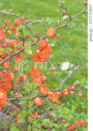 パリ植物園で咲くボケの花。鮮やかな赤い花が咲く早春の植物。2026年3月9日撮影。 137773927