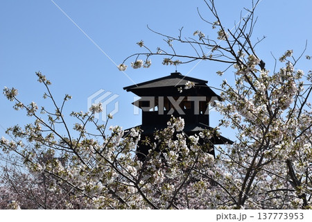 新川千本桜 桜並木 春の江戸川区の風景 新川千本桜 桜並木 春の江戸川区の風景 137773953