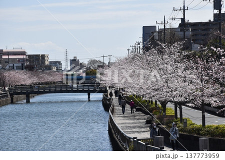 新川千本桜 桜並木 春の江戸川区の風景 新川千本桜 桜並木 春の江戸川区の風景 137773959