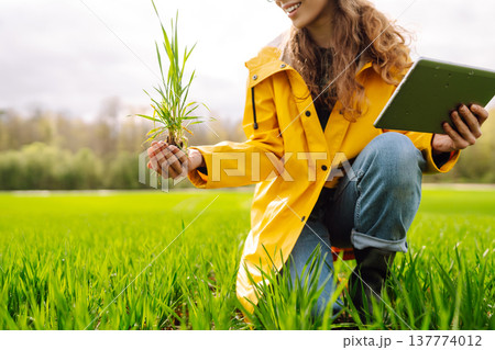 A young farmer woman in a yellow raincoat inspects a healthy plant crop in a green field A young farmer woman in a yellow raincoat inspects a healthy plant crop in a green field 137774012