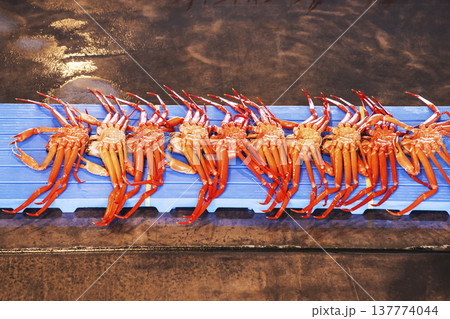 水揚げされた紅ズワイガニ　競市場の風景　セリ市場　競りにかけられる紅ずわい蟹　イメージ素材 137774044