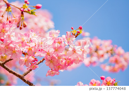 早春に咲く河津桜　花　満開　マクロ 137774048