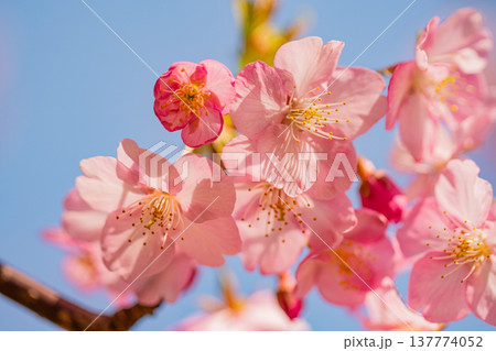 早春に咲く河津桜 花 満開 マクロ 早春に咲く河津桜 花 満開 マクロ 137774052
