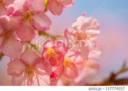 早春に咲く河津桜　花　満開　マクロ 137774057
