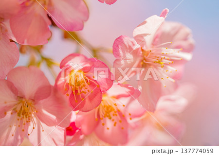 早春に咲く河津桜　花　満開　マクロ 137774059