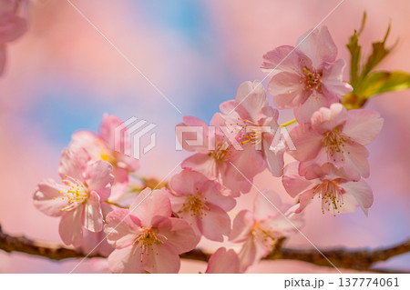 早春に咲く河津桜 花 満開 マクロ 早春に咲く河津桜 花 満開 マクロ 137774061