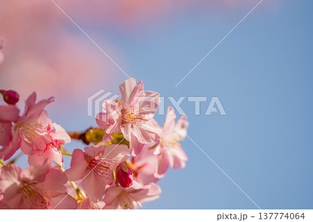 早春に咲く河津桜 花 満開 マクロ 早春に咲く河津桜 花 満開 マクロ 137774064