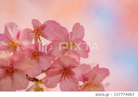 早春に咲く河津桜　花　満開　マクロ 137774067