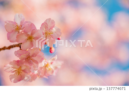 早春に咲く河津桜　花　満開　マクロ 137774071