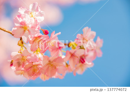 早春に咲く河津桜 花 満開 マクロ 早春に咲く河津桜 花 満開 マクロ 137774072