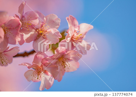 早春に咲く河津桜　花　満開　マクロ 137774074