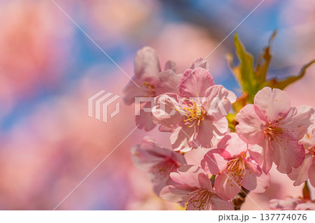 早春に咲く河津桜 花 満開 マクロ 早春に咲く河津桜 花 満開 マクロ 137774076