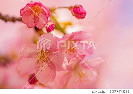 早春に咲く河津桜　花　満開　マクロ 137774081