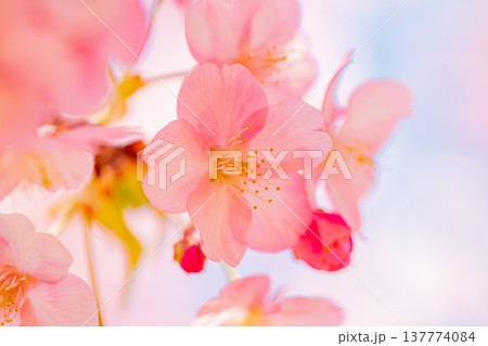 早春に咲く河津桜 花 満開 マクロ 早春に咲く河津桜 花 満開 マクロ 137774084