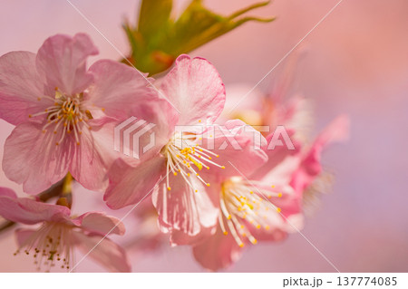 早春に咲く河津桜　花　満開　マクロ 137774085