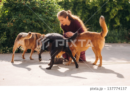 Eating the food. Woman is with dogs outdoors 137774137