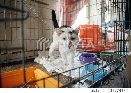 Tired sick cat is in the animal shelter, conception of healing, care 137774172