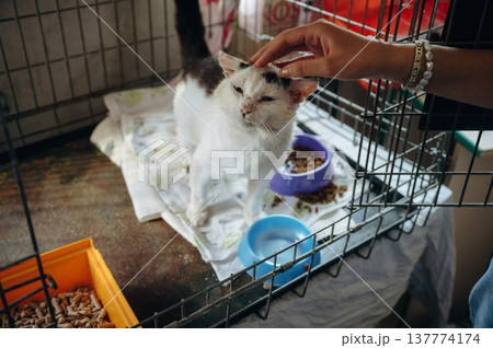 Woman's hand petting an animal. Tired sick cat is in the animal shelter, conception of healing, care 137774174