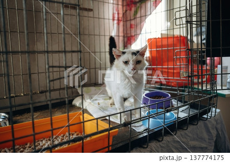 Tired sick cat is in the animal shelter, conception of healing, care Tired sick cat is in the animal shelter, conception of healing, care 137774175