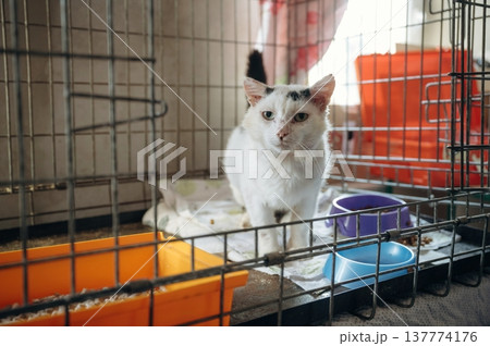 Tired sick cat is in the animal shelter, conception of healing, care 137774176