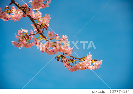 早春に咲く河津桜 花 満開 早春に咲く河津桜 花 満開 137774184