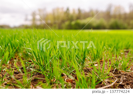 Landscape, field with green unripe wheal. The concept of agricultural, ecology, gardening. 137774224
