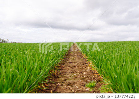 Landscape, field with green unripe wheal. The concept of agricultural, ecology, gardening. 137774225