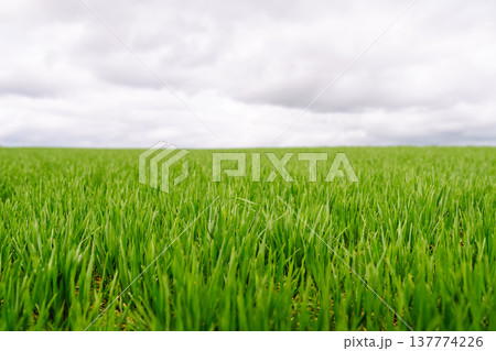 Landscape, field with green unripe wheal. The concept of agricultural, ecology, gardening. 137774226