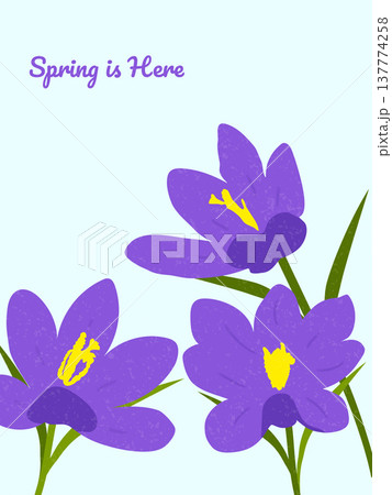 Spring is here. Hand drawn card for decoration spring times, Mothers Day, Easter. Spring poster with crocuses. Concept of trendy spring cover. 137774258