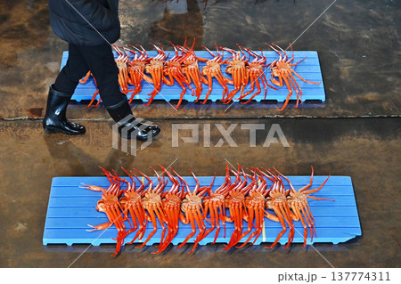 水揚げされた紅ズワイガニ　競市場の風景　セリ市場　競りにかけられる紅ずわい蟹　イメージ素材 137774311