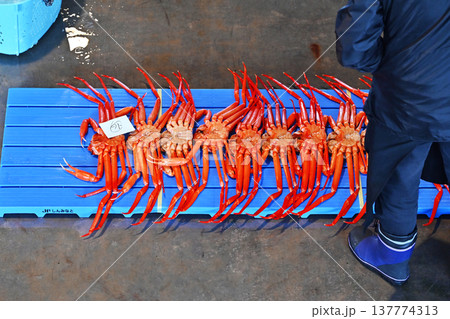 水揚げされた紅ズワイガニ　競市場の風景　セリ市場　競りにかけられる紅ずわい蟹　イメージ素材 137774313
