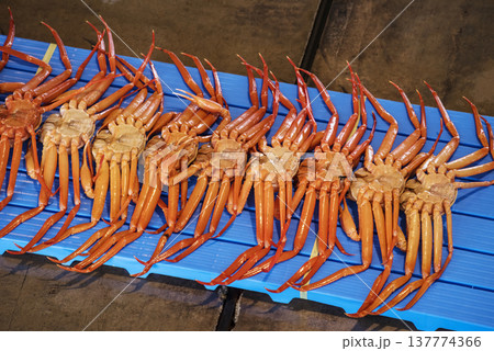 水揚げされた紅ズワイガニ　競市場の風景　セリ市場　競りにかけられる紅ずわい蟹　イメージ素材 137774366
