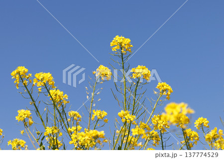 菜の花と青空 137774529