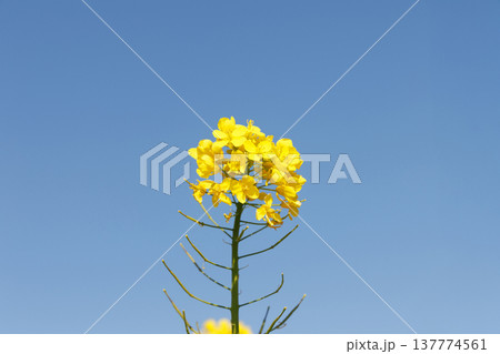 菜の花と青空 菜の花と青空 137774561