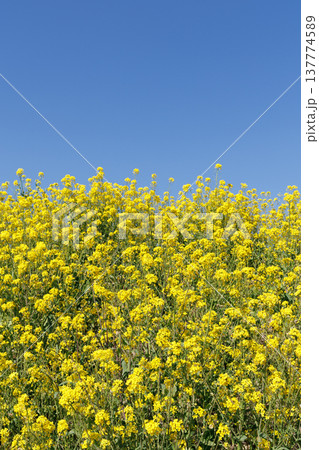 菜の花と青空 137774589