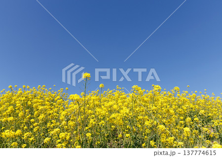 菜の花と青空 菜の花と青空 137774615