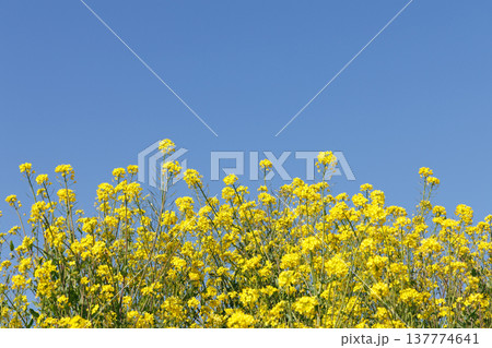 菜の花と青空 菜の花と青空 137774641