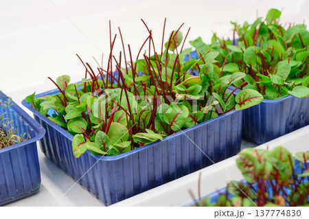 Fresh spinach seedlings growing in plastic trays on a white surface Fresh spinach seedlings growing in plastic trays on a white surface 137774830