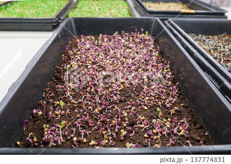 Seedlings growing in trays with soil, various colors and types visible Seedlings growing in trays with soil, various colors and types visible 137774831