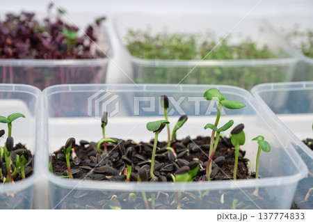 Seedlings growing in clear plastic containers on a white background Seedlings growing in clear plastic containers on a white background 137774833