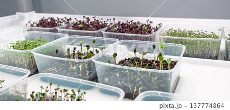 Indoor microgreens farm trays under LED lights with vibrant plant growth 137774864